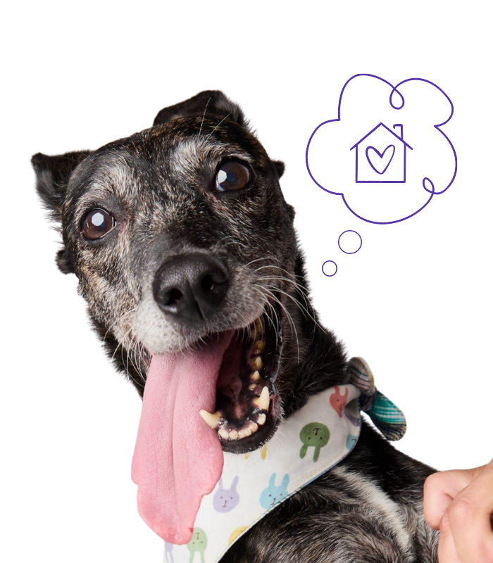 Quiero dar hogar temporal