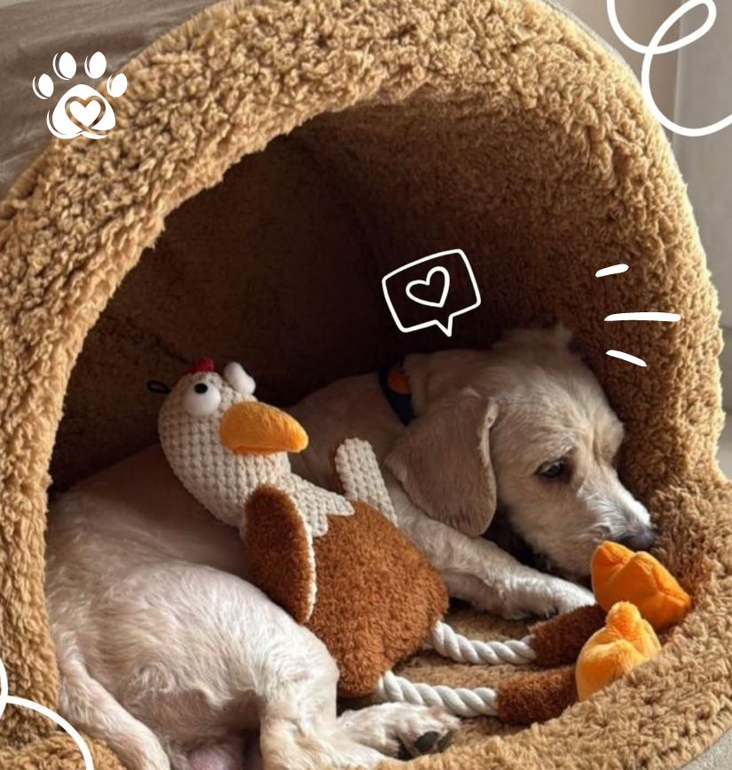 Formulario de Adopción