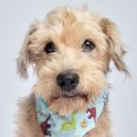 proyecto-patitas-soy-rick-galeria-3