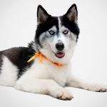 proyecto-patitas-web-perros-adopcion-fotos-portada-Kira-cuadrada