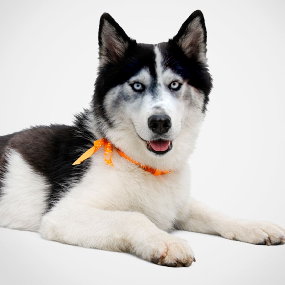 proyecto-patitas-web-perros-adopcion-fotos-portada-Kira-cuadrada