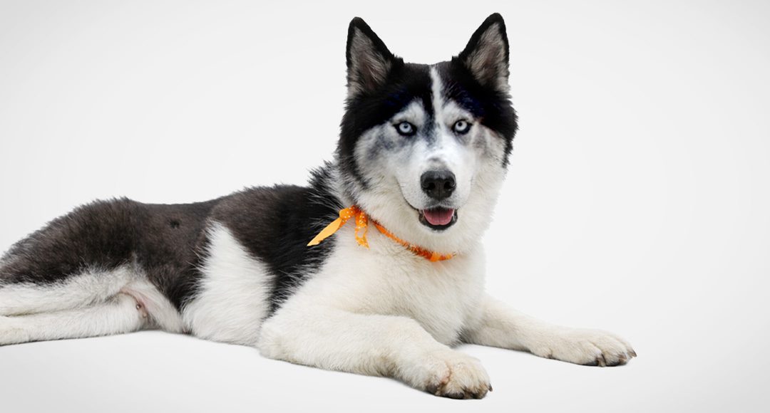 proyecto-patitas-web-perros-adopcion-fotos-portada-Kira-ff